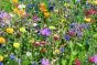 Sommerblomster frø i kuvert med logo