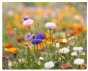 Papir med logo Vilde blomsterfrø A6